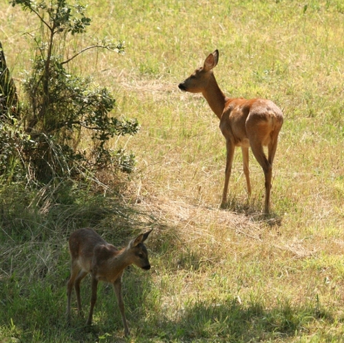 Il Capriolo